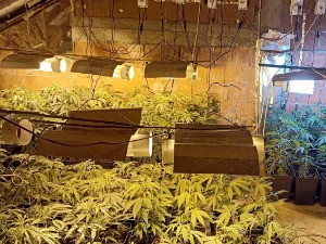 У Старим Бановцима и Батајници откривене лабораторије за производњу марихуане, ухапшене две особе