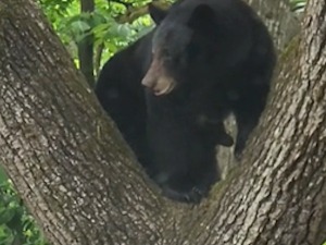 Медвед у дворишту: Добро јутро, комшија