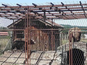 Два мрка медведа пронађена у Краљеву, власник фирме их држао у кавезу