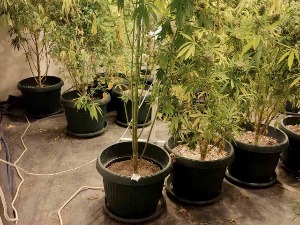 Полиција ухапсила две особе због производње и продаје канабиса