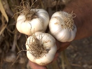 Домаћи бели лук укуснији и ароматичнији од увозног, зашто га нема више на трпезама
