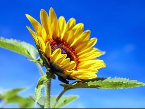 Сунчано у већем делу земље, температура у порасту