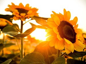 Прави летњи дан, понегде могући пљускови с грмљавином