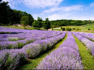 Сунчано и врло топло, за викенд освежење