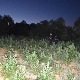 Откривена плантажа марихуане код Малишева, уништено 4.000 стабљика