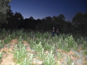 Откривена плантажа марихуане код Малишева, уништено 4.000 стабљика