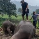 Драматична акција спасавања слончета и слонице која се онесвестила од страха