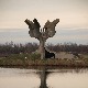 Реакције на одлуку хрватских власти да забране Вучићу  посету Јасеновцу