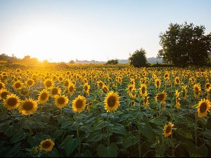 Сунчано и пријатно топло, освежење доноси северни ветар