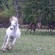  Квадратура круга-Нема више мог мркова, ни ергеле на Борикама