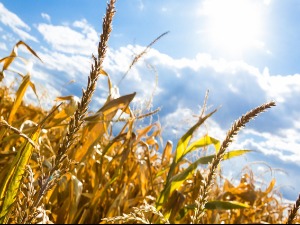 Сунчано и веома топло пред промену времена,  освежење стиже у суботу 