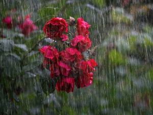 Не излазите без кишобрана - на снази наранџасти метео-аларм