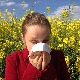У јеку је сезона цветања амброзије, пацијентима који су осетљиви на ове алергене се саветује опрез