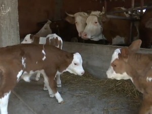 У кући Ристићи, у штали Пантелићи – крава Милица донела тројке на свет