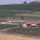 Топола као српска Тоскана, како је Европа спасила воћаре
