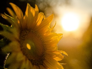 Још један сунчан и веома топао дан, температура до 33 степена