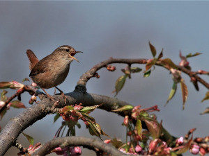 Гласне жице