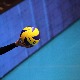 Почиње Светско првенство за одбојкашице, Србија брани титулу