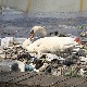 Како комунални отпад претворити у сировину за топлотну или електричну енергију