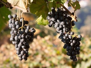 Смена сунца и облака, топлије - до 25 степени