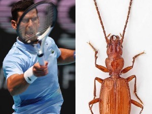 Трчуљак необичног имена 