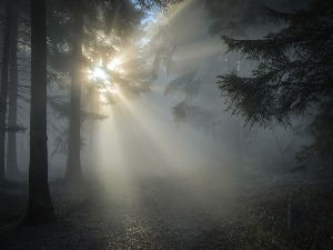 Ујутру магловито, током дана облачно уз могућу кишу – температура до 20 степени