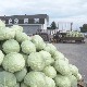 Ове године дупло мање футошког купуса – да ли је производња угрожена