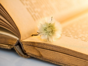 У друштву песника - Песме Мирјане Вукмировић - Снежана Никшић  