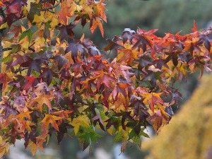 Хладно и тмурно у Србији и данас – облаци, магла и слаба киша