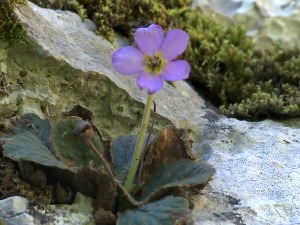Наталијина рамонда, цвет феникс који подсећа на искушења и храброст војника у Великом рату