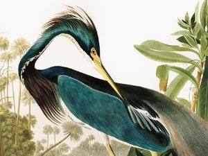 Птице Америке