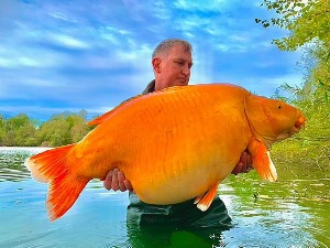 Упецао 30 килограма тешку златну „рибицу“, колико ли она жеља испуњава