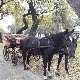 Сомборски фијакер