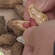 Крстоношићи из Кикинде гаје кикирики, какав је принос на нашим просторима