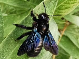 Еко минијатуре - срећна планета: Пчела дрвенарица