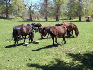 Приступачан програм: Квадратура круга - Тајне Суве планине (СЗЈ)