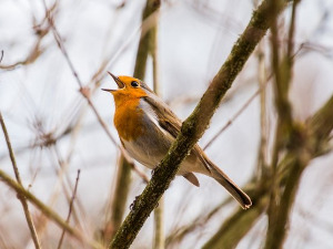 	Гласне жице 