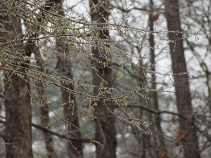 Креће зима - киша прелази у снег, пад температуре за 10 степени
