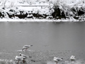 Удавила се три дечака у Великој Британији, пропали кроз лед на језеру