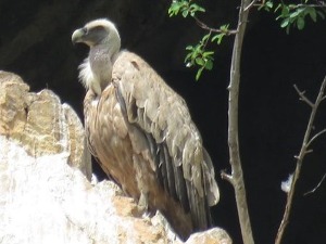 Еко минијатуре - срећна планета: Белоглави суп