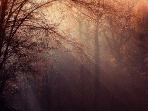 Последњег дана старе године пролећне температуре