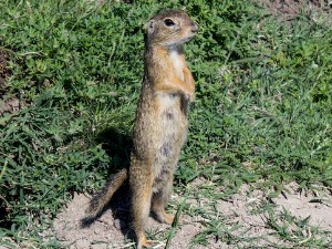 Еко минијатуре - срећна планета: Текуница