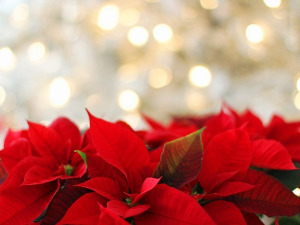 	Новогодишња чаролија 1. део, р. 