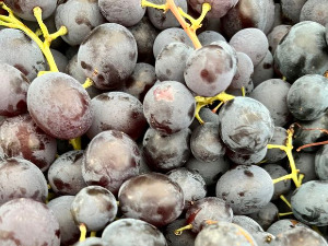 Еко перспективе: Виноградарство 21. века