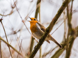 Гласне жице