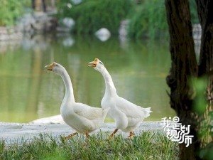 Кина - Очаравајући Пекинг 2