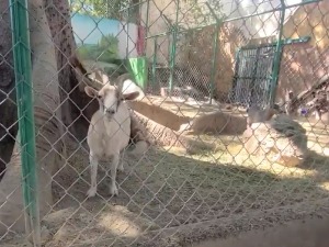 Директор зоолошког врта у Мексику послужио патуљасте козе на новогодишњој забави