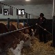 Муке са афлатоксином у млеку, како се уклопити у европски стандард