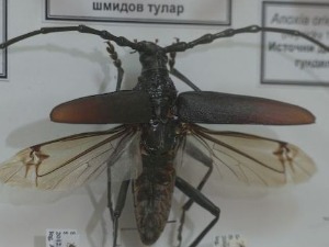 РТС Лаб: Ко се боји буба још?