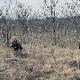 Обука за дужност снајперисте у Војсци Србије